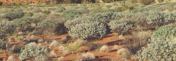 Your physician will gradually decrease your dose if you need to quit InnoPran XL sustained-release bead capsules or include a new medication.